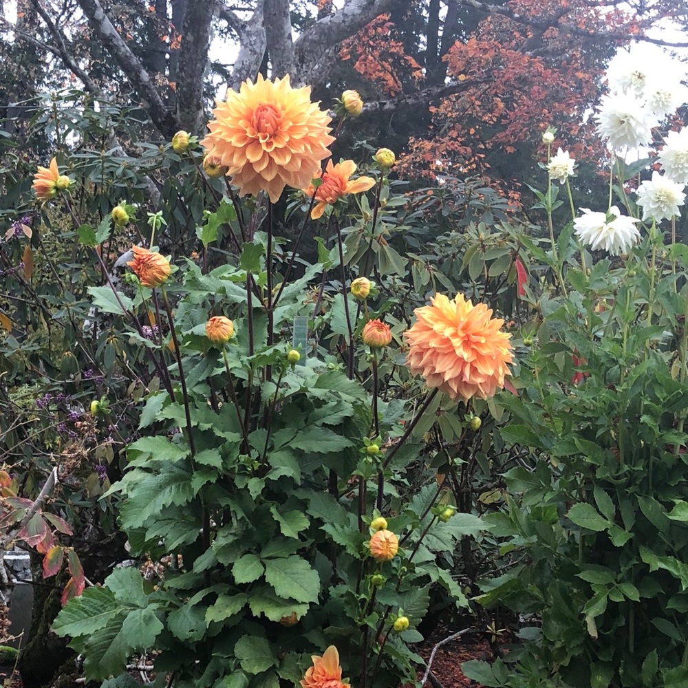 Meet your Posher, Myrna